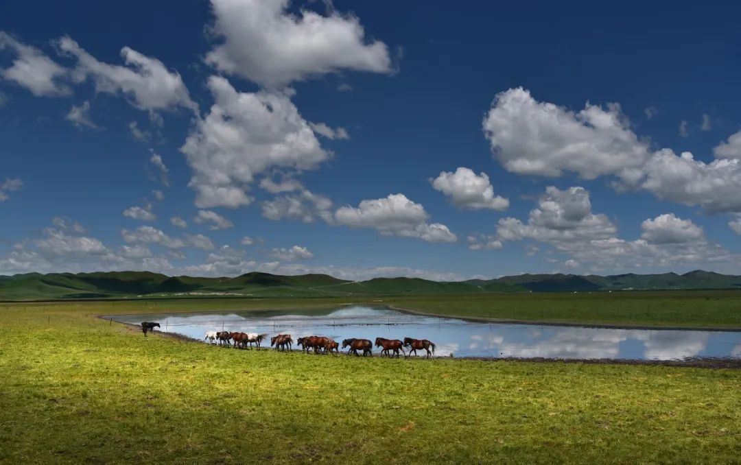 |遇见甘南草原、黄河湿地、安多藏族风情