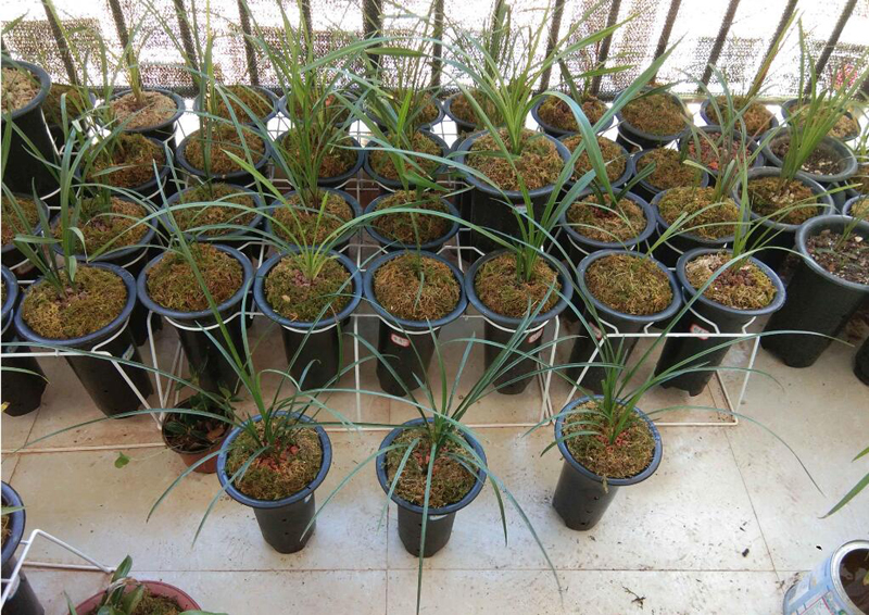 兰花|入手养兰花,生活充实,乐在其中