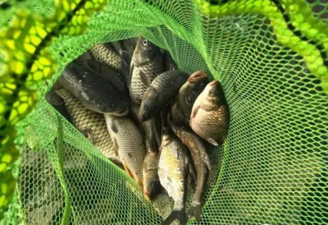空军|夏钓常“空军”，还在只怪天气热？搞清楚这些重点，鱼获轻松拿捏