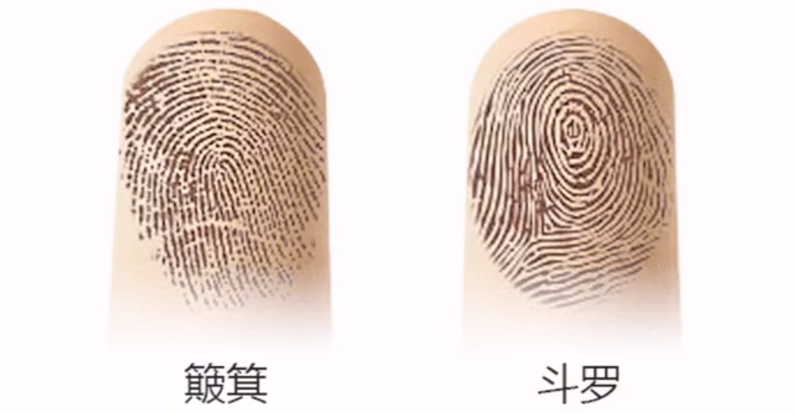人类手上簸箕和斗有何奥秘?科学家破解基因诅咒,未来已经注定?
