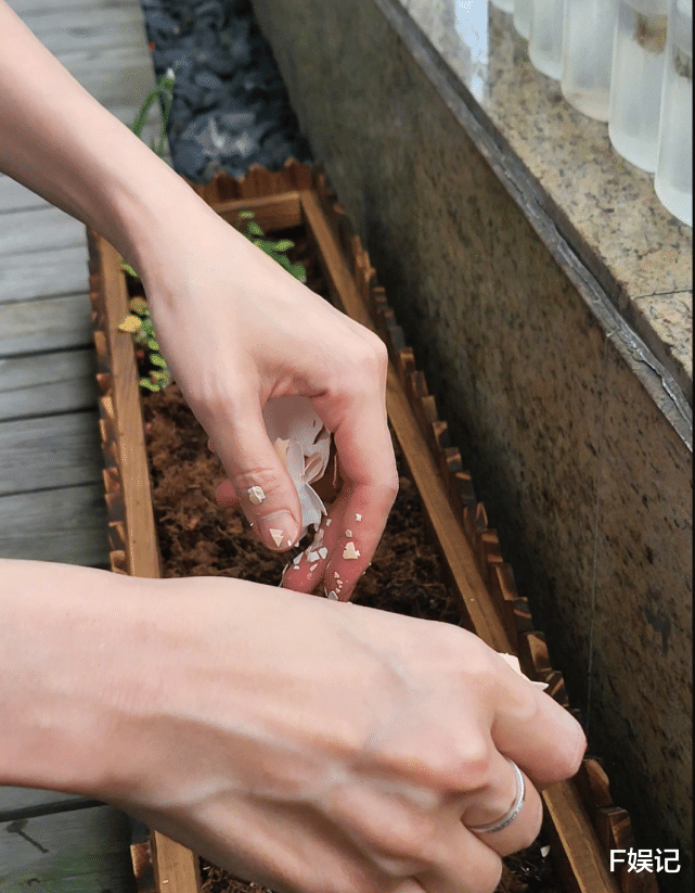 蔡少芬|张晋分享一家人在家抗疫的日常：蔡少芬已经开始在家种菜自娱自乐