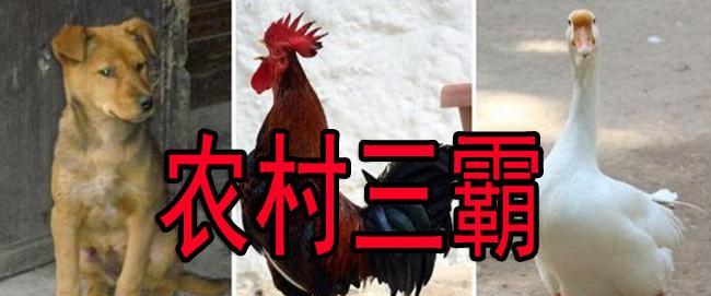 被企鹅咬是种什么体验?比起大鹅来,哪个更疼?