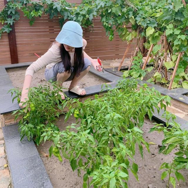 张馨予|张馨予晒自家小院子火了，屋前种菜屋后养花，变身“农夫”，羡慕