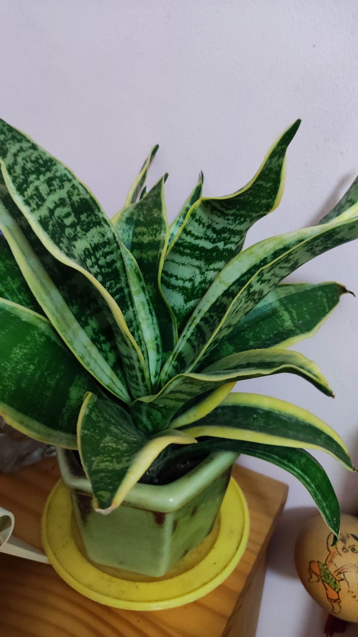 你和清新的卫生间，只差1盆“除味花”，再小的卫生间也要有