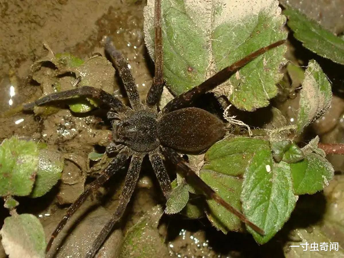 挽救“水塘杀手”,能捕鸟类、蛙类、鱼类的植狡蛛,为何濒临灭绝