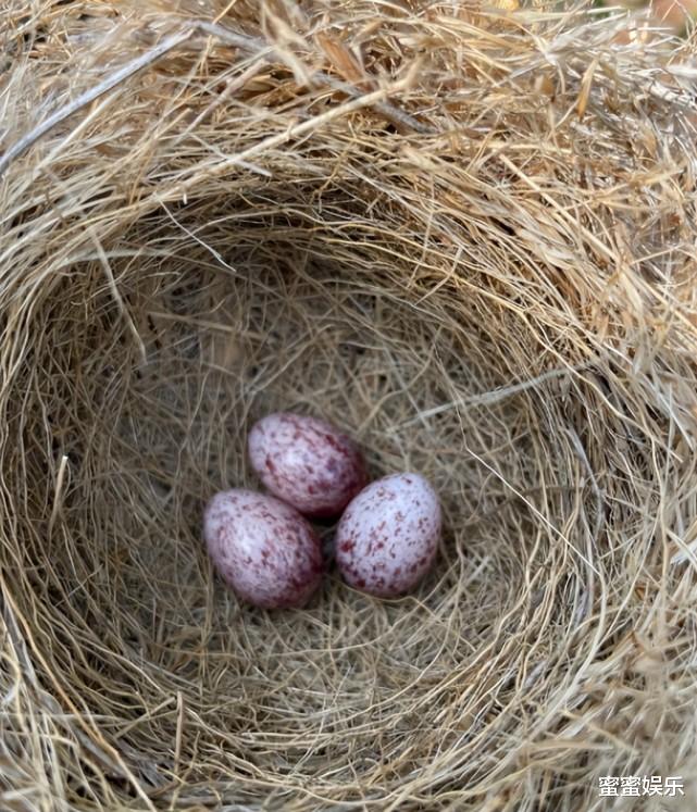 杨紫|母亲节!伊能静晒女儿做的松饼,杨紫童年美,韩庚晒大肚要当爹了