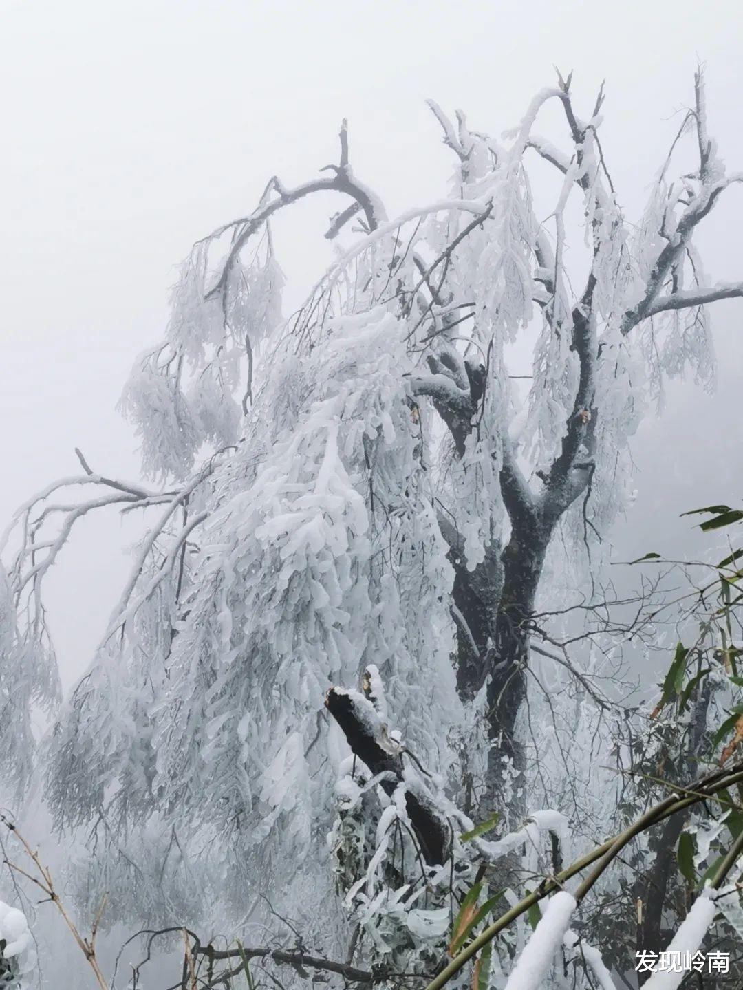 广东省|广东大龙山依然冰天雪地，宛如银色巨龙在云海之上腾飞！