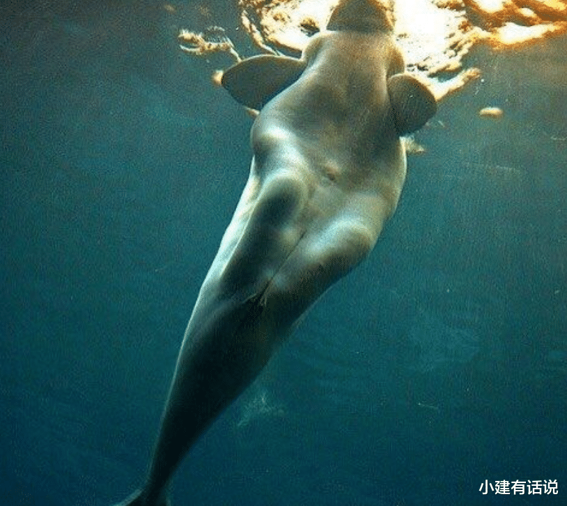 儒艮在中国被宣布功能性灭绝：没想到曾经的“美人鱼”最终还是没留住，走向了功能性灭绝