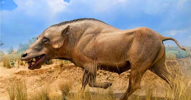 早已灭绝的驴头狼重现神农架，古老生命的复活在警示着什么？
