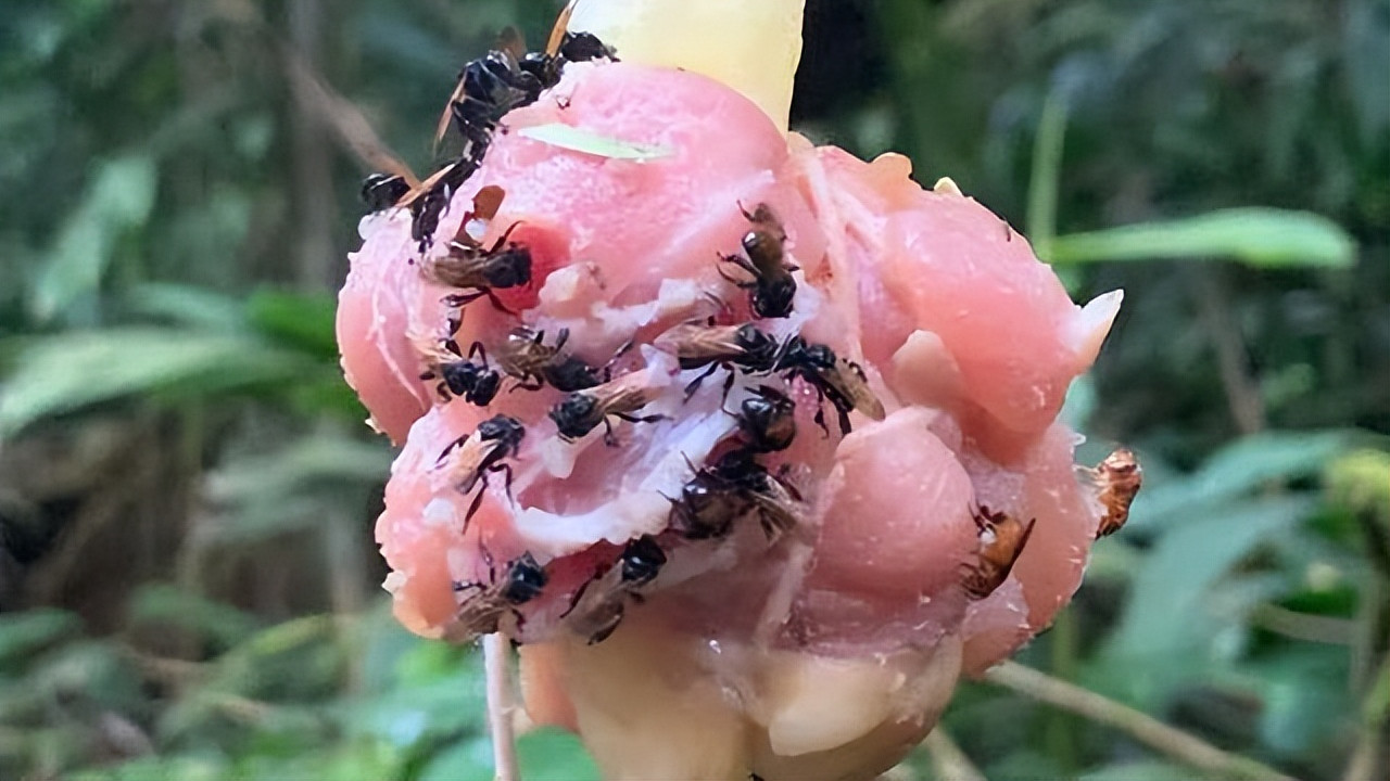 爱吃腐肉的奇特蜜蜂，终生不沾花蜜，它们为什么如此特别？