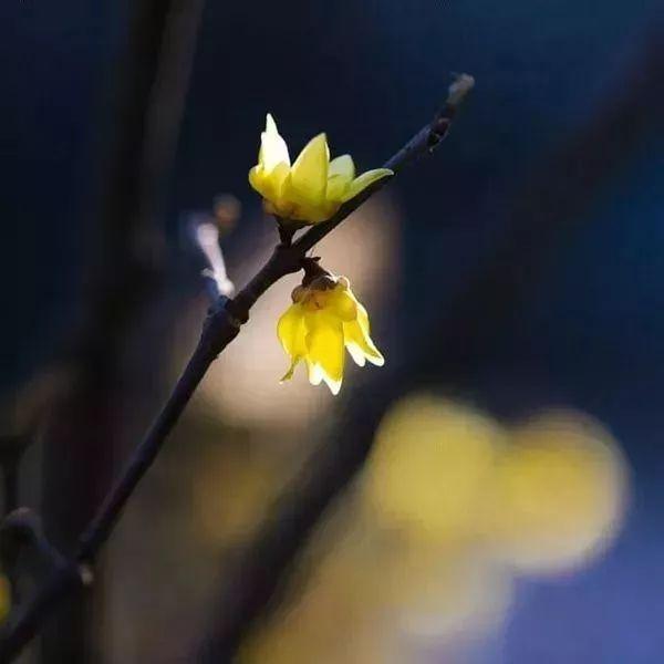 |梅花陆续开放!九江4处赏花地别错过