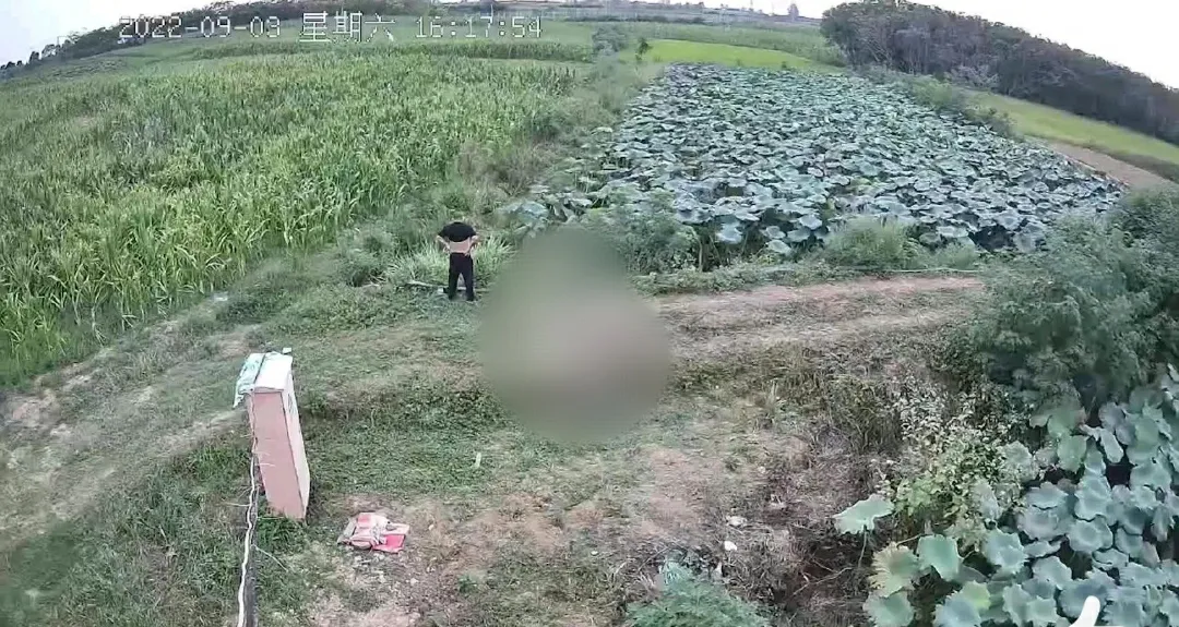 解缙|湖北 枣阳,两男子在一处荷塘边钓鱼,突然从旁边的玉米地里跑出一条黑狗