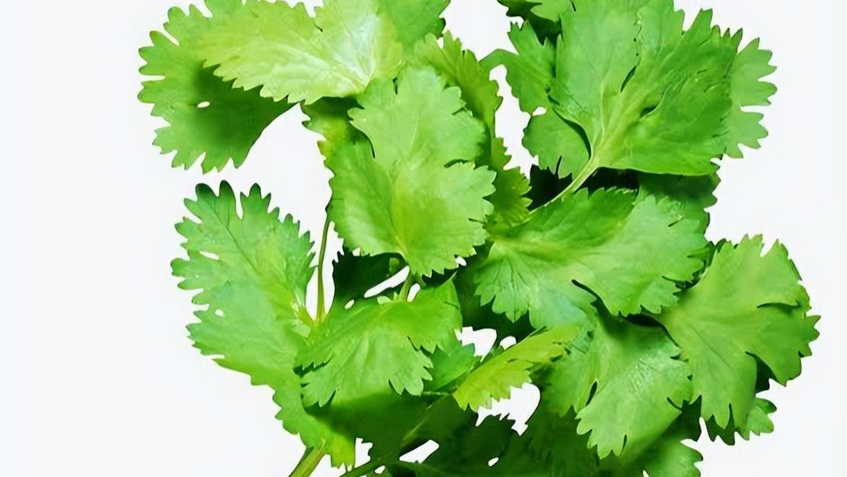 世界上只有两种人：爱吃和不爱吃香菜的人！差别真是基因决定的吗