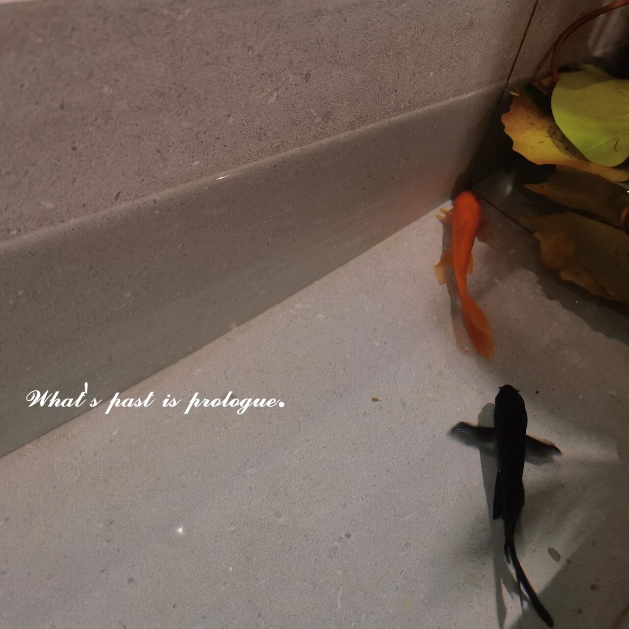 封闭式阳台,一样可以“造花园”,教你改造有花有鱼的室内花园