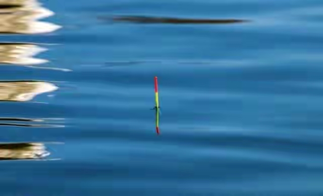 饵料|浮漂有动静，却打不上鱼，你找对原因了吗？