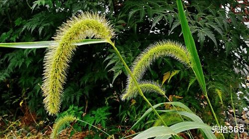 原神|狗尾巴草花絮钓鲈鱼?男子神操作看懵众人,网友:不传谣不信谣