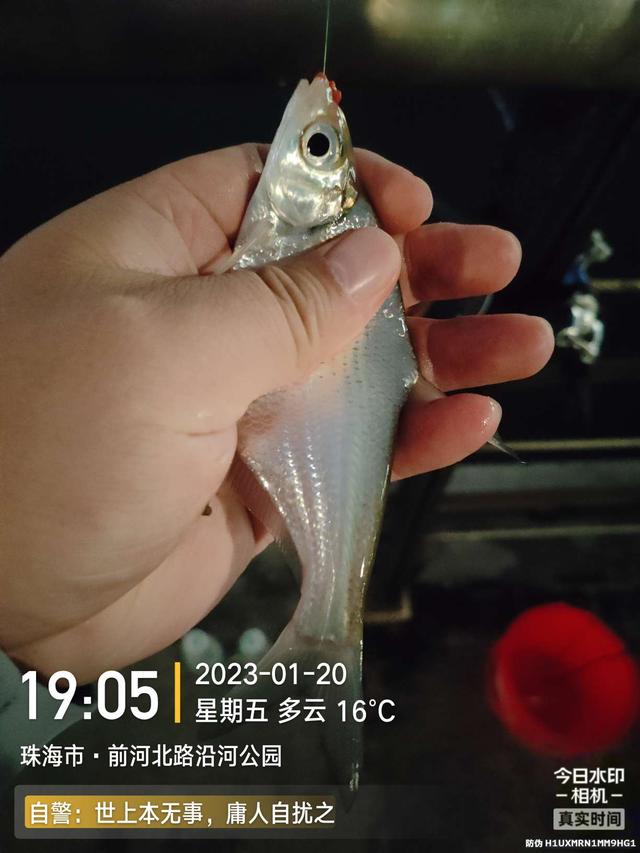 鳊鱼|堪称酣畅淋漓!好钓位真不是虚的