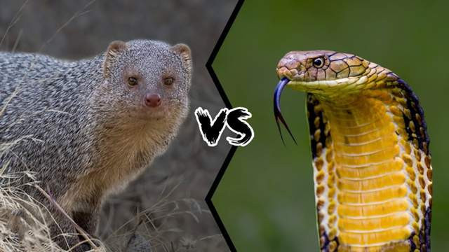 蛇獴vs眼镜王蛇，当老蛇克星遇到蛇中之王，谁会笑到最后呢？