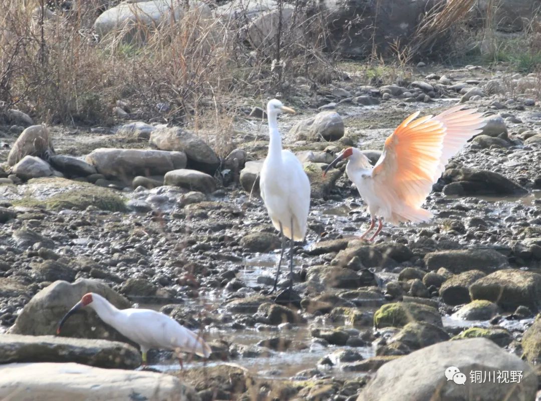 永州|铜川柳林朱鹮【摄影铜川卸凤】