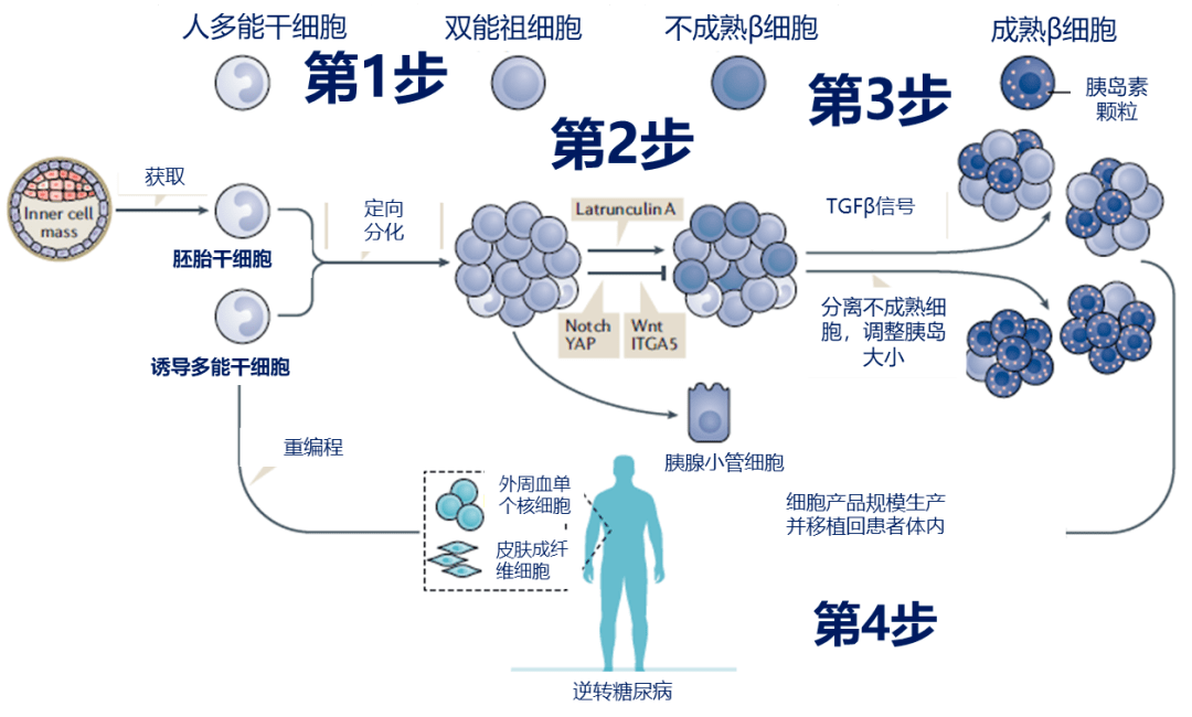 糖尿病|干细胞治疗修复糖尿病的10问10答