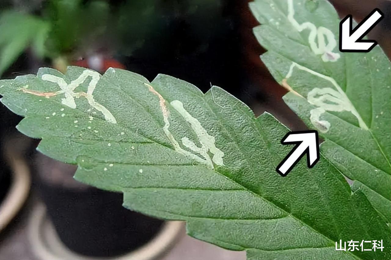 虫情测报仪“展新招”