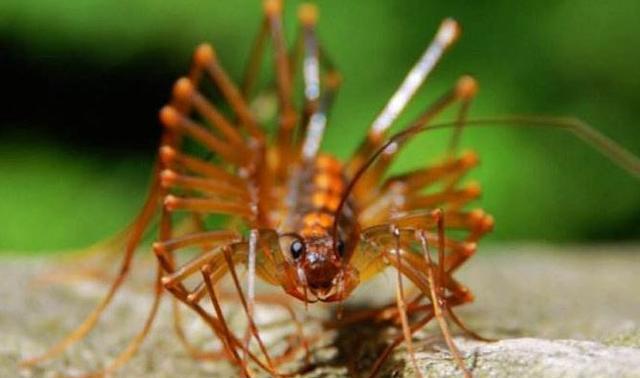 鬼吹灯|盘点《鬼吹灯》中的50种怪物：第41-50位，各有真实原型