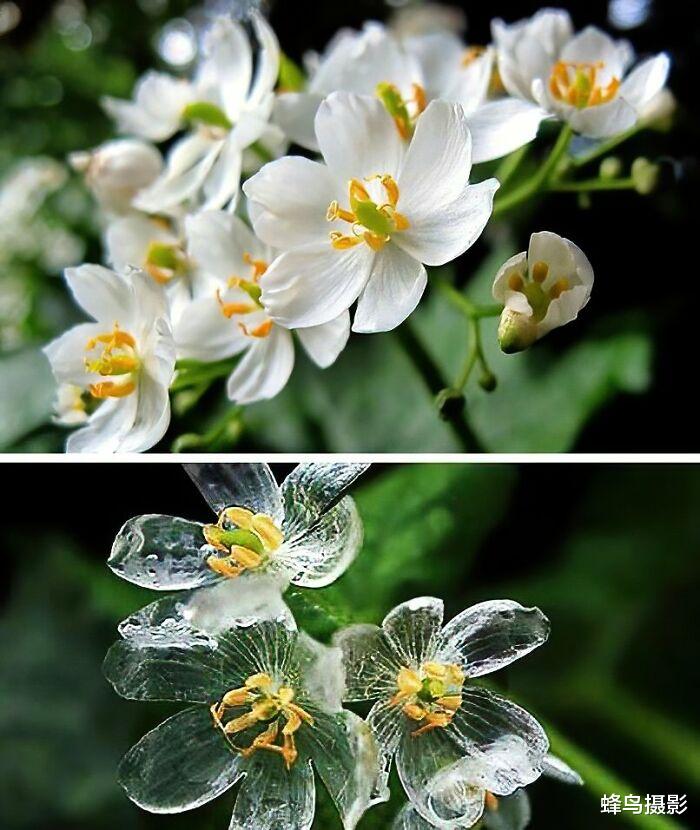 32张活久未见的照片,1200万年前的螳螂,15米长的泰坦巨蟒