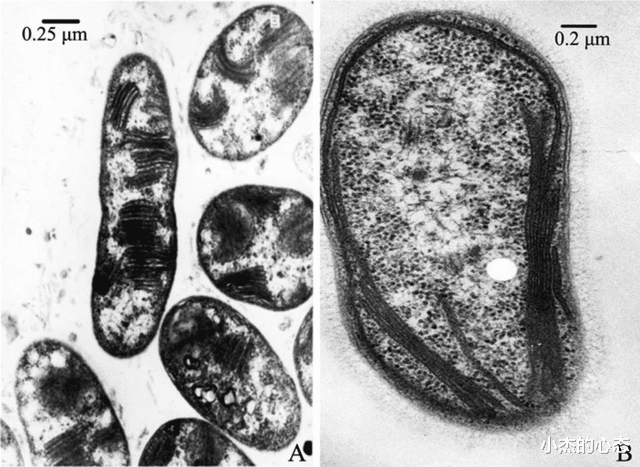 北极1.4万亿吨“休眠”甲烷,或被唤醒,第六次生物大灭绝临近?