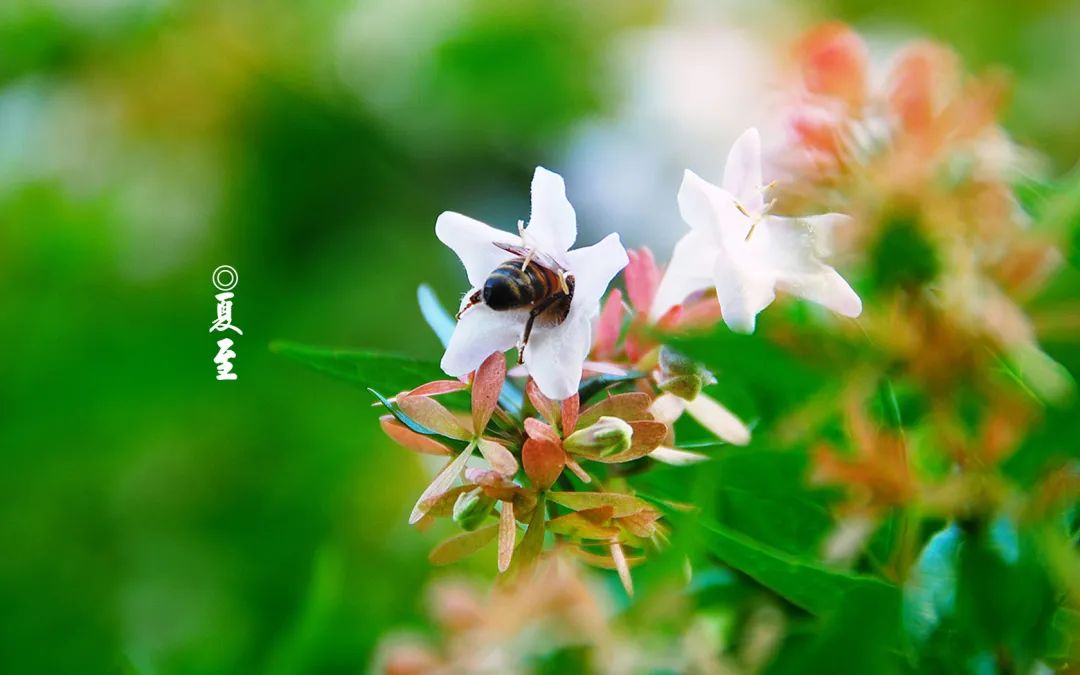 沙滩|夏至，人间最美六月天