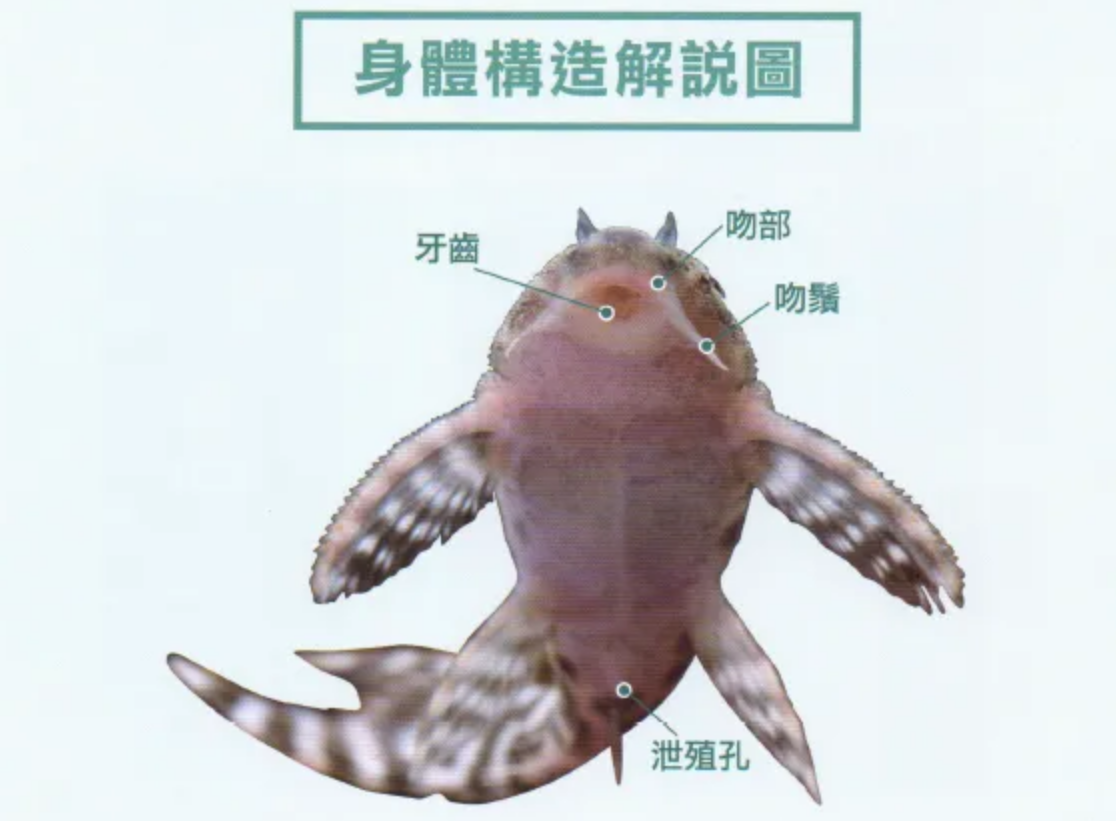 印度的神奇:“垃圾鱼”清道夫成了美味,鲶鱼泛滥却没人吃?
