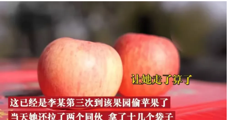 山东济南,一女子见某山头有很多苹果,长势很好,于是约了亲戚朋友,开车十几公里到果园偷苹果