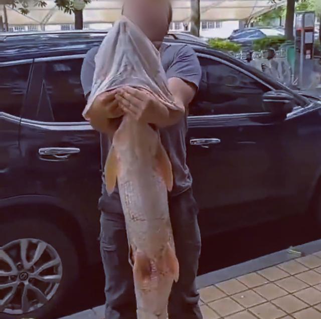 湖南|湖南一男子罕见钓获米级水老虎，鱼鳔就近一米长，看清后网友怒了