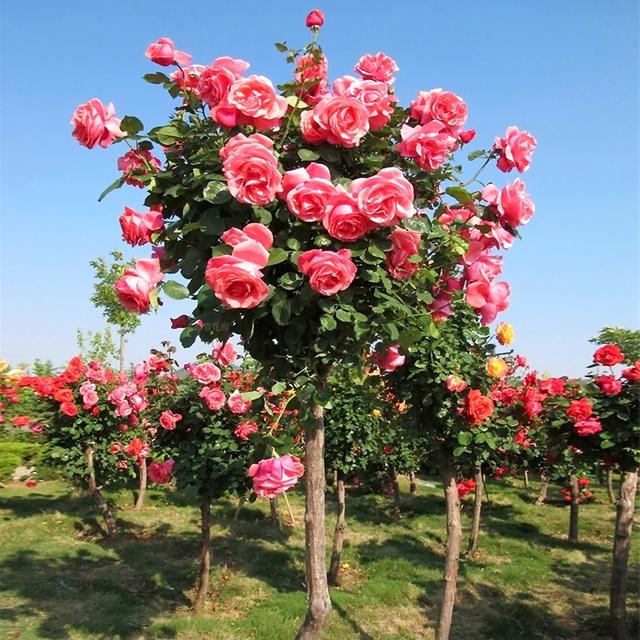 树状月季花香浓、花期长、花色多,是装饰庭院的不二选择