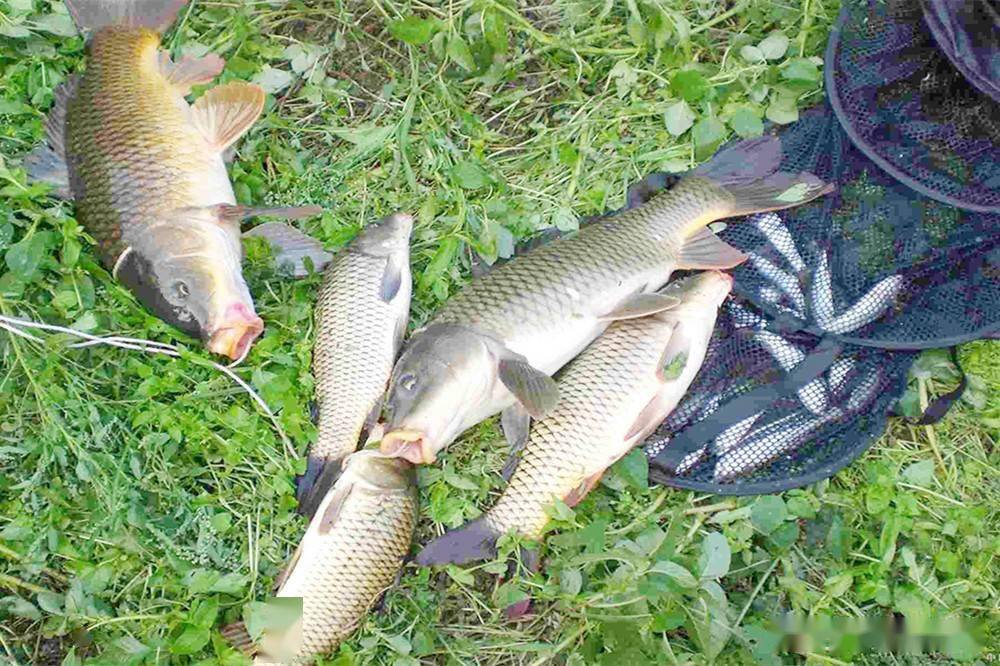 秋分|春季和秋季都是钓鱼的黄金季节,为何秋季不如春季?原因有四点