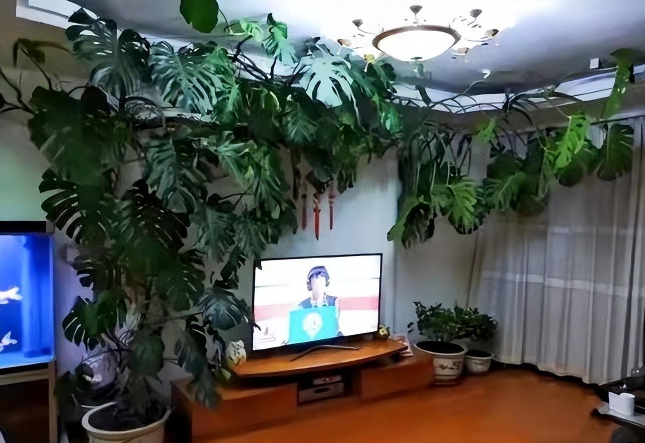 小伙晒疯长的龟背竹,网友却直言:越看越吓人,养在家里招阴气