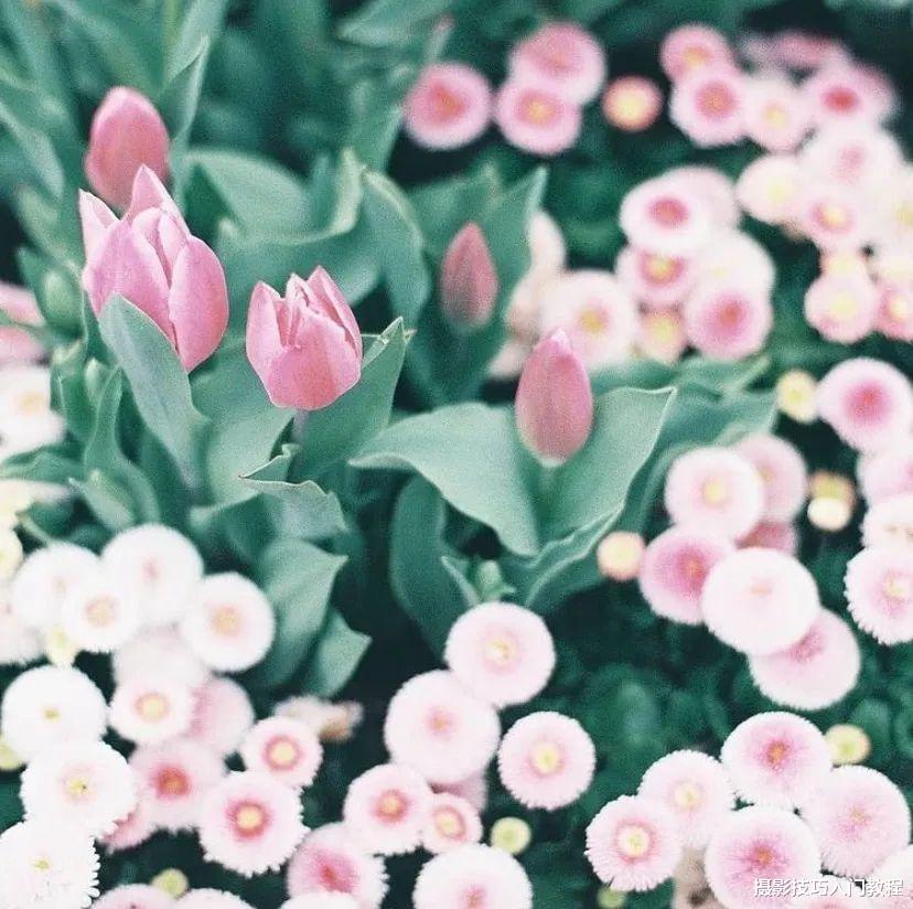 摄影技巧:去植物园赏花,怎么才能避开人群拍出人美花艳的照片?