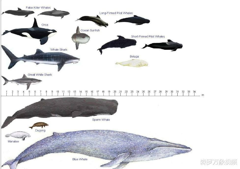 海洋生物普遍有“深海巨人症”,比蓝鲸还大的动物会躲在深海吗?