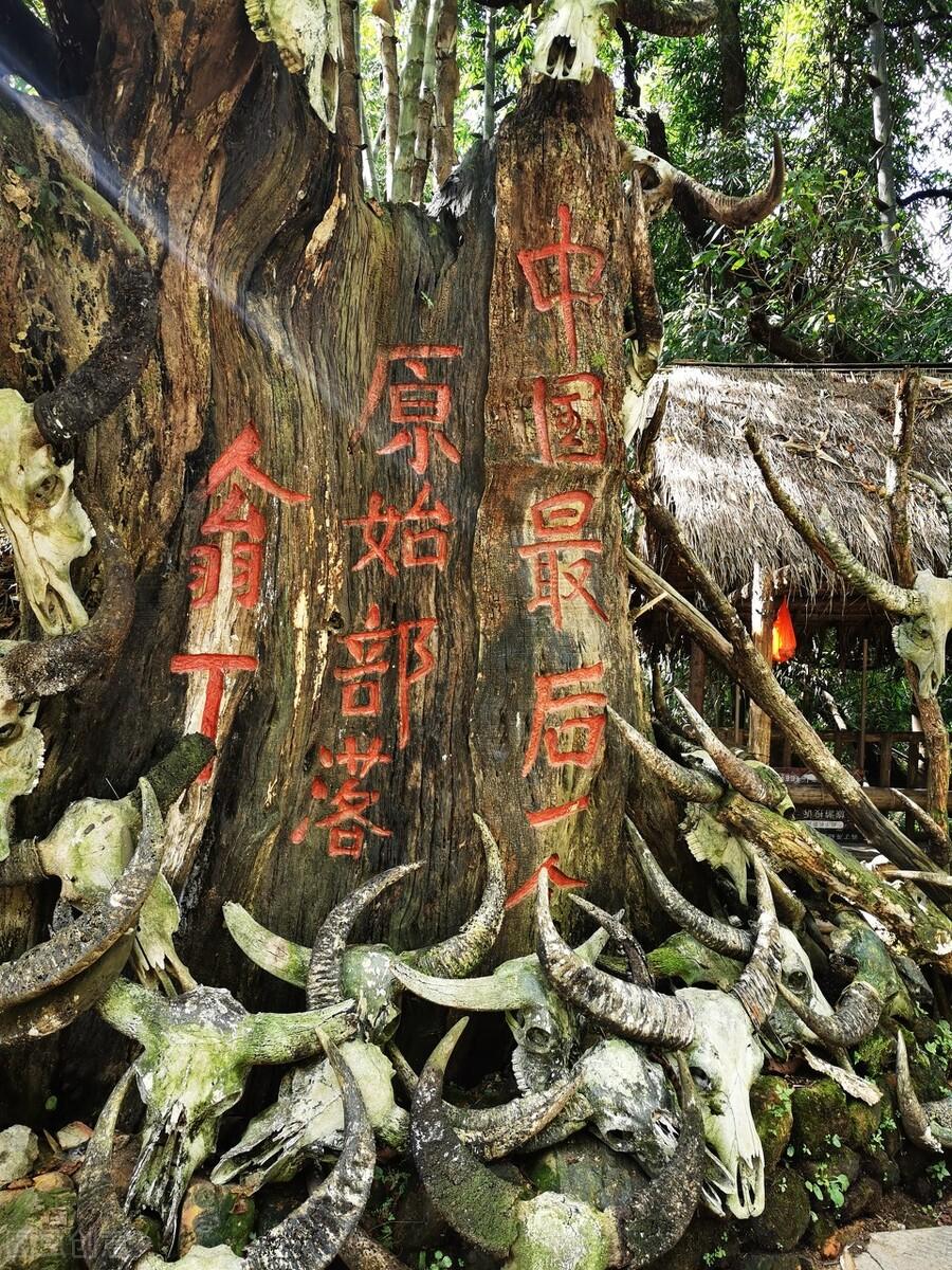 无锡|超越季节的美丽！滇西北这条宝藏路线，冬天也能看樱花、赏银杏