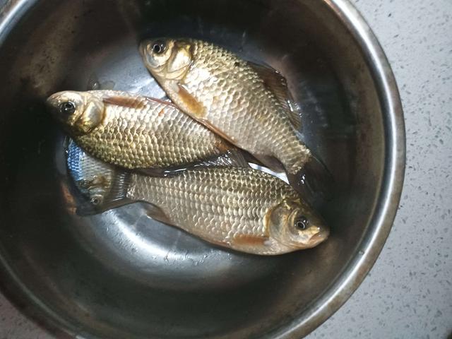 寒潮|寒潮来袭，鲫汤暖心，钓鱼人依然在路上