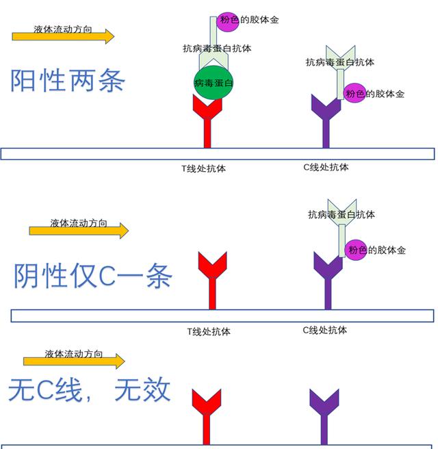 新冠抗原检测试剂盒是利用什么原理显示出结果的?