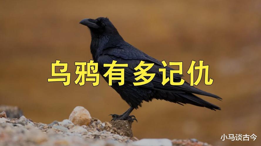 世界上最记仇的五种动物，第一位得罪它会记你一辈子
