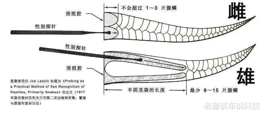 蛇害怕什么?真的不是雄黄粉,央视的一场实验说明了原因
