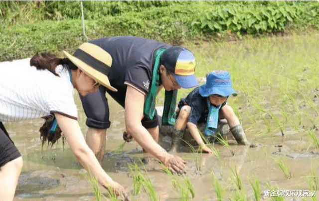 李路|baby带儿子割稻谷，郭晶晶带娃种水稻，越有钱越想穷养星二代？
