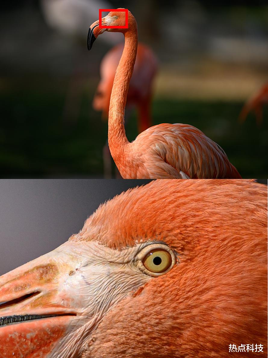 尼康|尼康Z 400mm f/2.8 TC VR S体验:尼康反击的开始