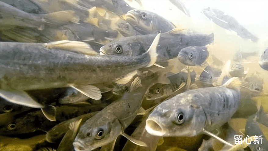 海口|我国最大咸水湖青海湖,一年出鱼5000万斤,禁渔10年最大的鱼能有多大?