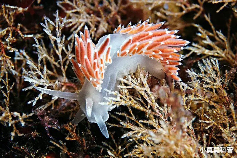 盘点世界上最美丽的十种海洋生物,每个都超乎想象,你见过几个?