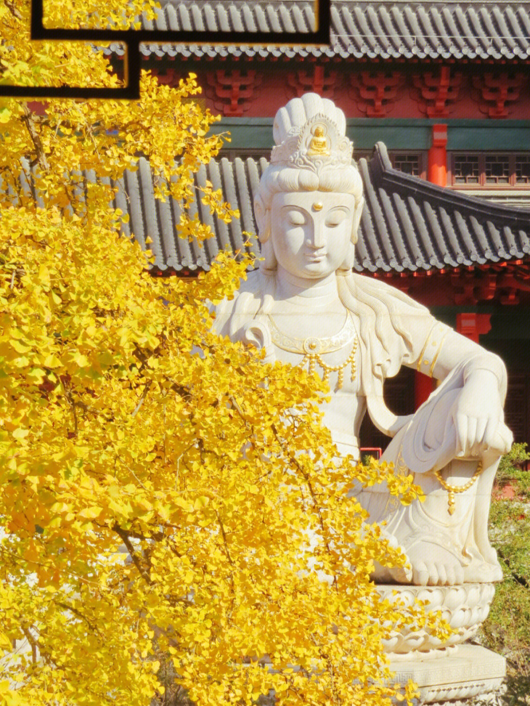 马尔代夫|南京秋天7个银杏打卡地，个个绝美