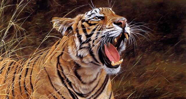 没有柔情的铁汉：老虎领地意识那么强，怎么进行繁殖与交配？