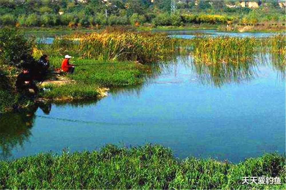 天亮之后|仲秋野钓，选鱼口好的2种天气，找鱼多的3种钓位，想不爆护都难