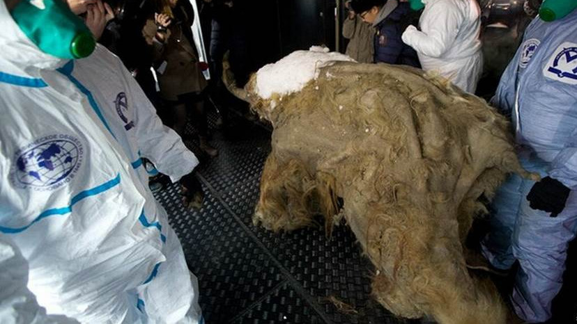 冰封3万年的猛犸象重现，科学家担忧：远古病毒会苏醒吗？